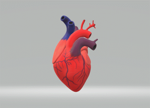 human-heart